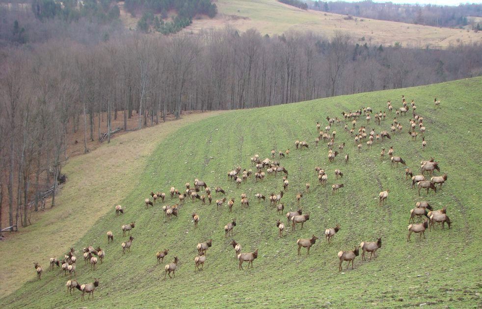 Elk on coal strip mine